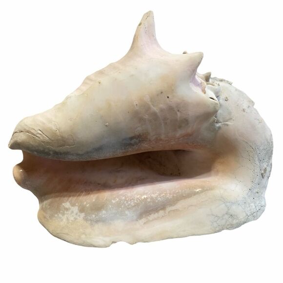 Large Beach Shell Decor - Picture 4 of 7